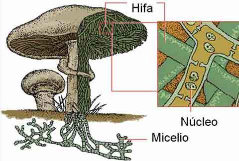 Estructura de un hongo